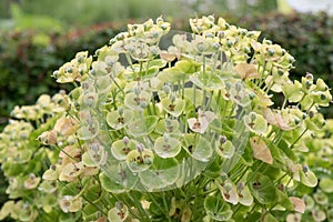 Mediterranean spurge Euphorbia characias subsp. wulfenii flower cluster photo